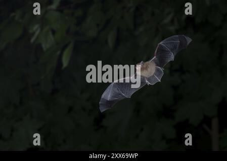 Common pipistrelle (Pipistrellus pipistrellus) hunting insects in front of deciduous forest, Brandenburg, Germany, Europe Stock Photo