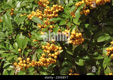 Botany, sea buckthorn, Hippophae rhamnoides, shrub, vitamin C Stock Photo