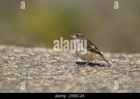 European stonechat (Saxicola rubicola) juvenile bird on a concrete pillar, Suffolk, England, United Kingdom, Europe Stock Photo