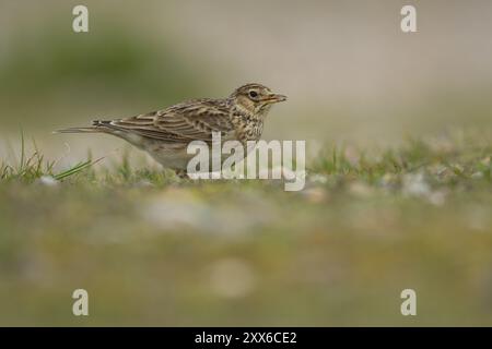 Eurasian skylark (Alauda arvensis) adult bird feeding on grassland, Suffolk, England, United Kingdom, Europe Stock Photo