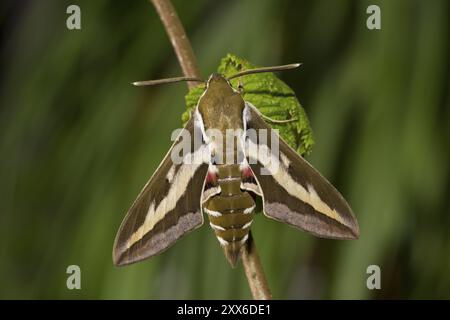 Bedstraw hawk-moth, Hyles gallii, bedstraw hawk-moth Stock Photo