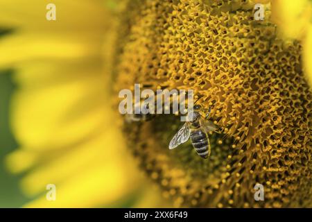 Sunflower with a Bee (selective focus) at a hot summer day Stock Photo