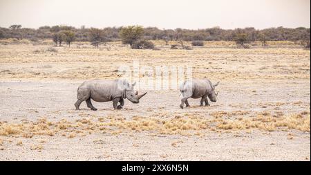 White Rhinoceros spotted in the Khama Rhino Sanctuary, Botswana, during winter, Africa Stock Photo