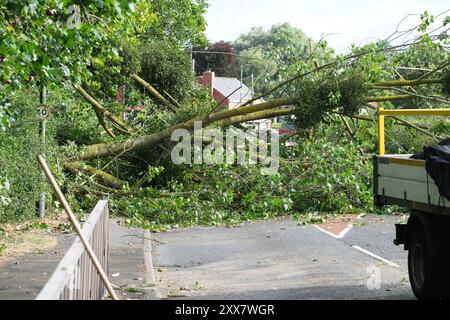 Tree fallen across power line and road in front of car Stock Photo - Alamy