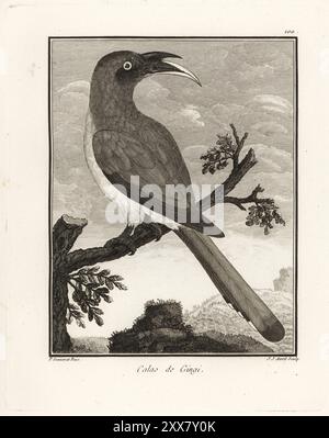 Indian gray hornbill, Ocyceros birostris. Calao de Gingi. Copperplate engraving by J. J. Avril after an illustration by Pierre Sonnerat from his Voyage aux Indes Orientales et à la Chine (Voyage to the East Indies and China, Dentu, Paris, 1806. Stock Photo