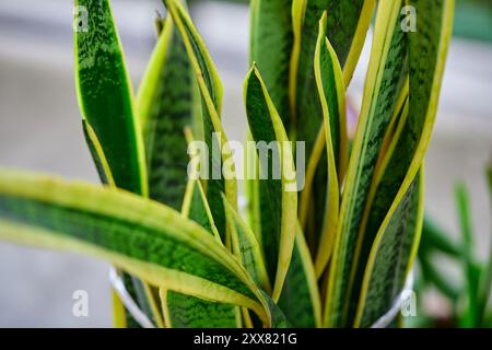 sansevieria trifasciata or snake plant growing in potted plant Stock Photo