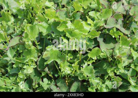 French Sorrel (Rumex scutatus) in herb garden Stock Photo