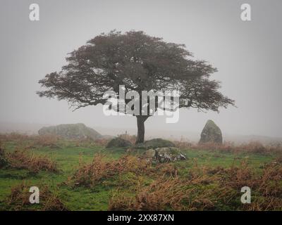 Lone tree standing in the mist on Dartmoor reinforces spooky remote feeling, UK Stock Photo