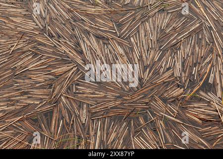 Background image in the form of pieces of reed floating in the water. Stock Photo