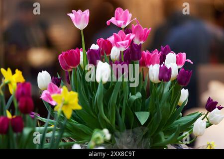 Beautiful bouquet collected from multi-colored tulips Stock Photo