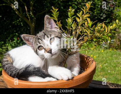 France, Normandy, cub cat (Felis), female 3 months and half old Stock Photo