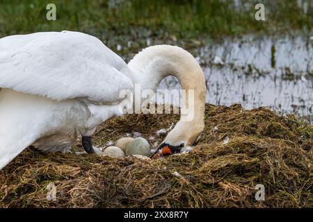 France, Somme, Baie de Somme, Le Crotoy, Marais du Crotoy, Mute Swan (Cygnus olor, Mute Swan) on its nest incubating and turning its eggs Stock Photo