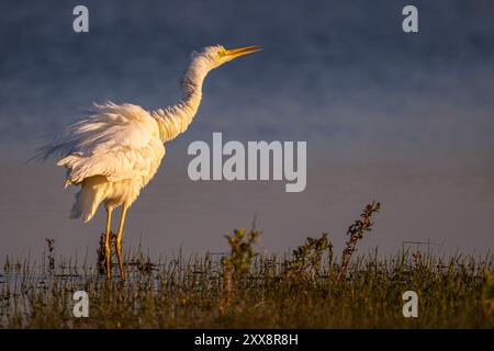 France, Somme, Baie de Somme, Le Crotoy, Marais du Crotoy, Great Egret (Ardea alba) ruffling its feathers Stock Photo