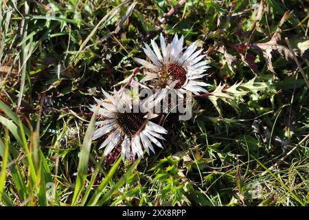 Tatra mountains in Poland. Carlina acaulis, the stemless carline thistle. Protected plant. Stock Photo