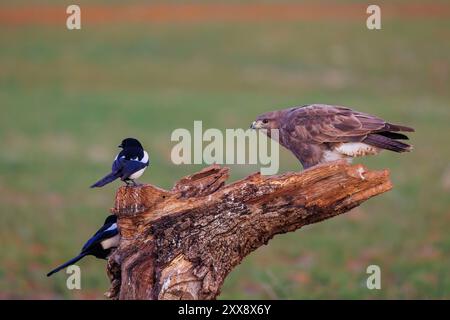 Spain, Castilla, Penalajo, Buzzard ( Buteo buteo), perched on a stump, with magpies Stock Photo