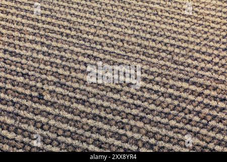 United States, California, Kern County, Bakersfield, almond plantation (aerial view) Stock Photo