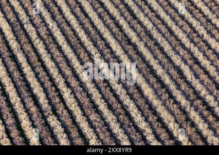 United States, California, Kern County, Bakersfield, almond plantation (aerial view) Stock Photo