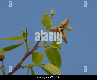 miliusa-velutina-govindoo-
