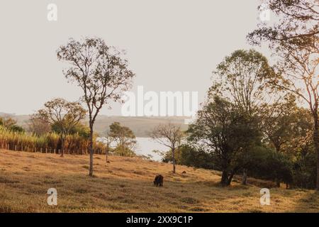 rural landscape during the sunset Stock Photo