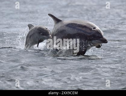 Bottlenose Dolphin (Tursiops truncatus)and calf  breaching at Chanonry Point, Scotland Stock Photo