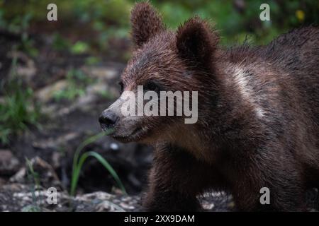 European brown bear (Ursos arctos) female and cub at the edge of a ...
