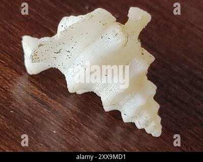 True Conchs (Strombidae) Mollusca Stock Photo - Alamy