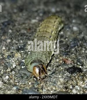 Yellow Underwings (Noctua) Insecta Stock Photo - Alamy