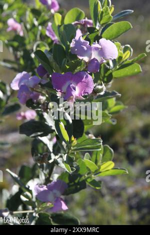 Water blossom pea (Podalyria calyptrata) Plantae Stock Photo