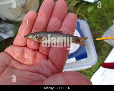 Longnose Dace (Rhinichthys cataractae) Actinopterygii Stock Photo