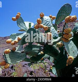 Wild und weitgehend unberuehrt ist das Anaga-Gebirge im Nordosten der spanischen Ferieninsel Teneriffa, an den Berghaengen wachsen zahlreiche Dickblattgewaechse, vor allem Opuntien oder Feigenkakteen, Opuntia ficus-indica. Feigenkaktus *** The Anaga Mountains in the north-east of the Spanish vacation island of Tenerife are wild and largely untouched, with numerous thick-leafed plants growing on the mountain slopes, especially opuntia or prickly pear cacti, Opuntia ficus indica prickly pear cactus Stock Photo