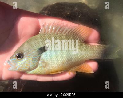 Longear Sunfish Complex (Lepomis megalotis) Actinopterygii Stock Photo