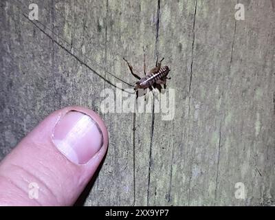 Wellington Tree Wētā (Hemideina crassidens) Insecta Stock Photo