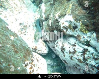 East Atlantic Redlip Blenny (Ophioblennius atlanticus) Actinopterygii Stock Photo