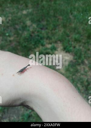 Raphidiid Snakeflies (Raphidiidae) Insecta Stock Photo - Alamy