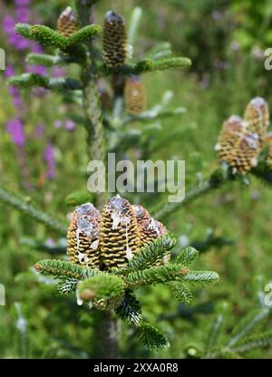 Christmas tree cones Stock Photo