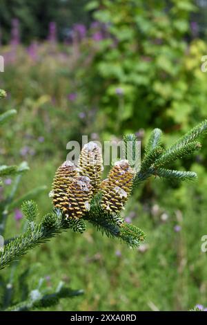 Christmas tree cones Stock Photo