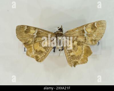 Arizona Powdered-Skipper (Systasea zampa) Insecta Stock Photo