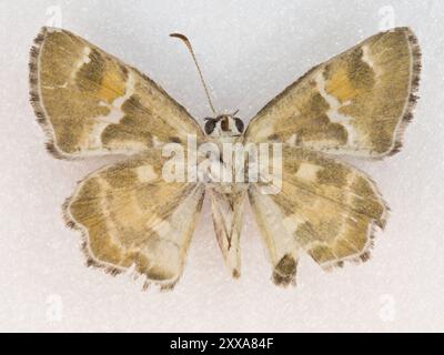 Arizona Powdered-Skipper (Systasea zampa) Insecta Stock Photo