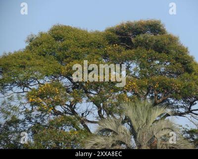 Yellow Poinciana (Peltophorum dubium) Plantae Stock Photo