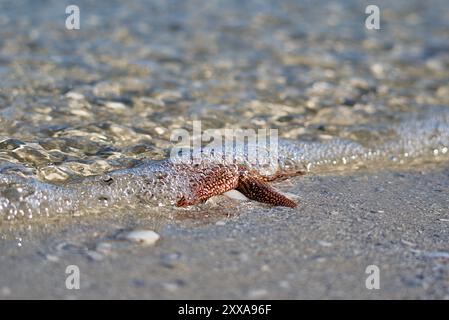 A starfish lies partially submerged in the clear, shallow water on a sandy beach. The gentle waves create ripples and bubbles as they move over the it. Stock Photo