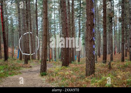 Painted trees and 'land art' at the Bosque de Oma (Oma forest) near Kortezubi in the Basque Country, Spain Stock Photo