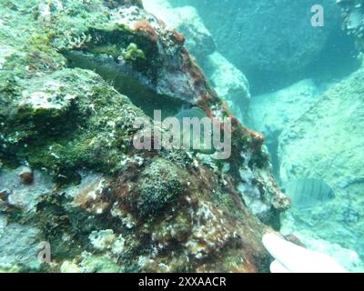 East Atlantic Redlip Blenny (Ophioblennius atlanticus) Actinopterygii Stock Photo