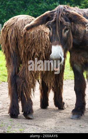 Long Haired Donkeys Stock Photo