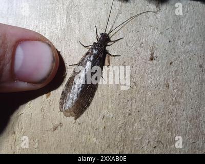 New Zealand dobsonfly (Archichauliodes diversus) Insecta Stock Photo