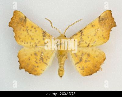 Maple Spanworm Moth (Ennomos magnaria) Insecta Stock Photo