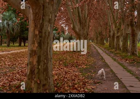 Path in the middle of a forest full of fallen leaves in autumn with a white poodle walking alone Stock Photo