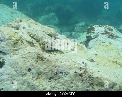 East Atlantic Redlip Blenny (Ophioblennius atlanticus) Actinopterygii Stock Photo