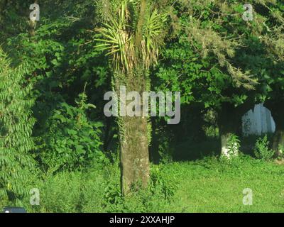 Yellow Poinciana (Peltophorum dubium) Plantae Stock Photo