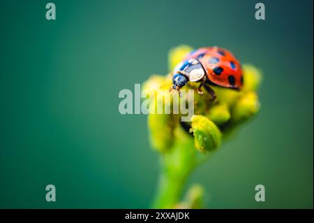 A detailed macro shot of a ladybug (Coccinella septempunctata) on a yellow plant. The background is a soft, blurred green, highlighting the vibrant co Stock Photo