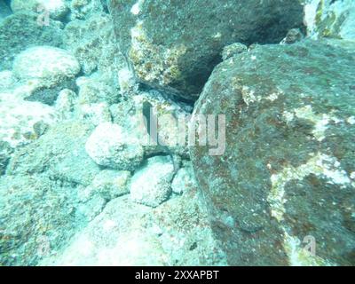 East Atlantic Redlip Blenny (Ophioblennius atlanticus) Actinopterygii Stock Photo